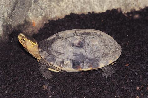 龜蛇|瀕危動物